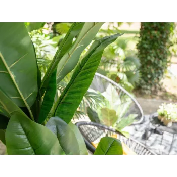 EUROPALMS műbanánfa, 210 cm 82509507