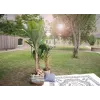 EUROPALMS műbanánfa, 210 cm 82509507