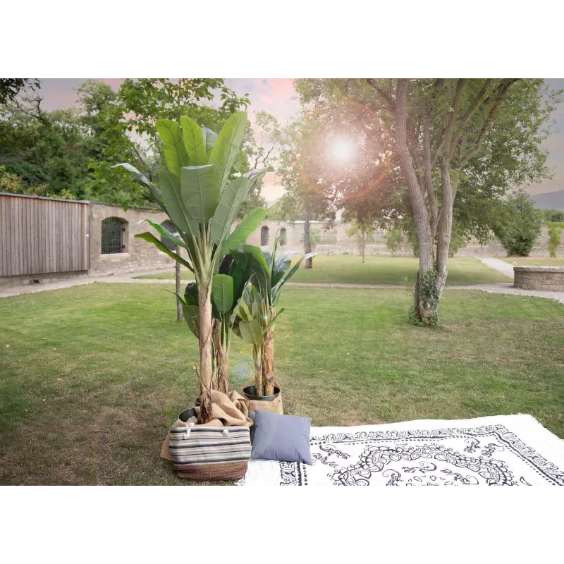 EUROPALMS műbanánfa, 210 cm 82509507
