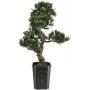 EUROPALMS Bonsai Podocarpus műnövény, 80 cm 82600116