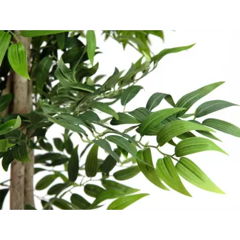 EUROPALMS Ficus Longifolia műnövény, 165cm 82506350