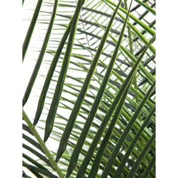 EUROPALMS Phoenix Palm Deluxe műnövény 220cm 82509722