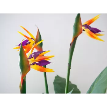 EUROPALMS Strelitzia műnövény, 90 cm 82540502