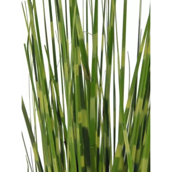 EUROPALMS zebrafű, mű, 90 cm 82505863
